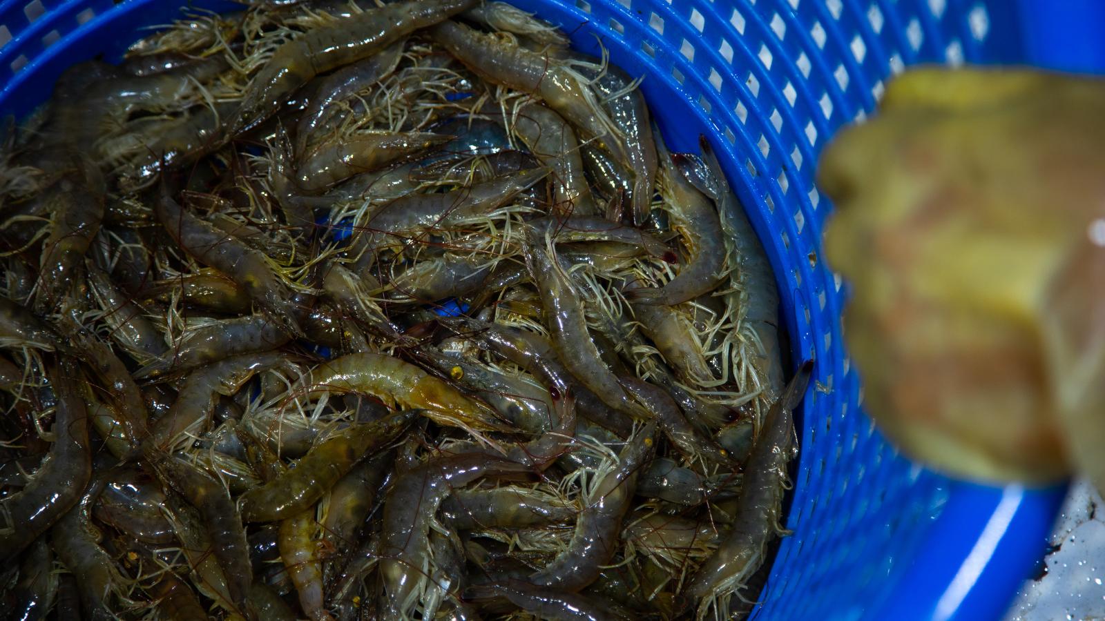 Freshly caught shrimp in a blue basket.
