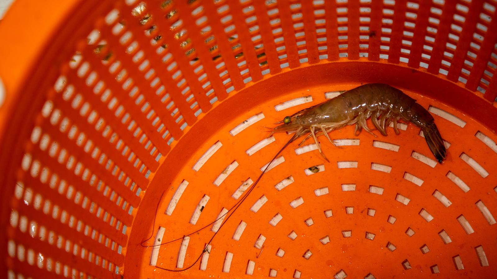 A lonely shrimp at the bottom of an orange basket.