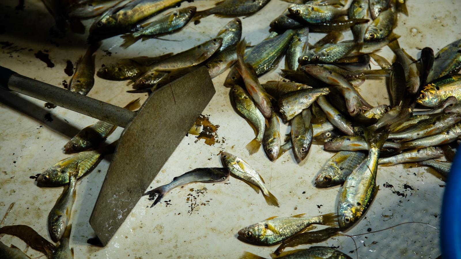 The floor of the boat covered with what&#039;s left of a recent catch.