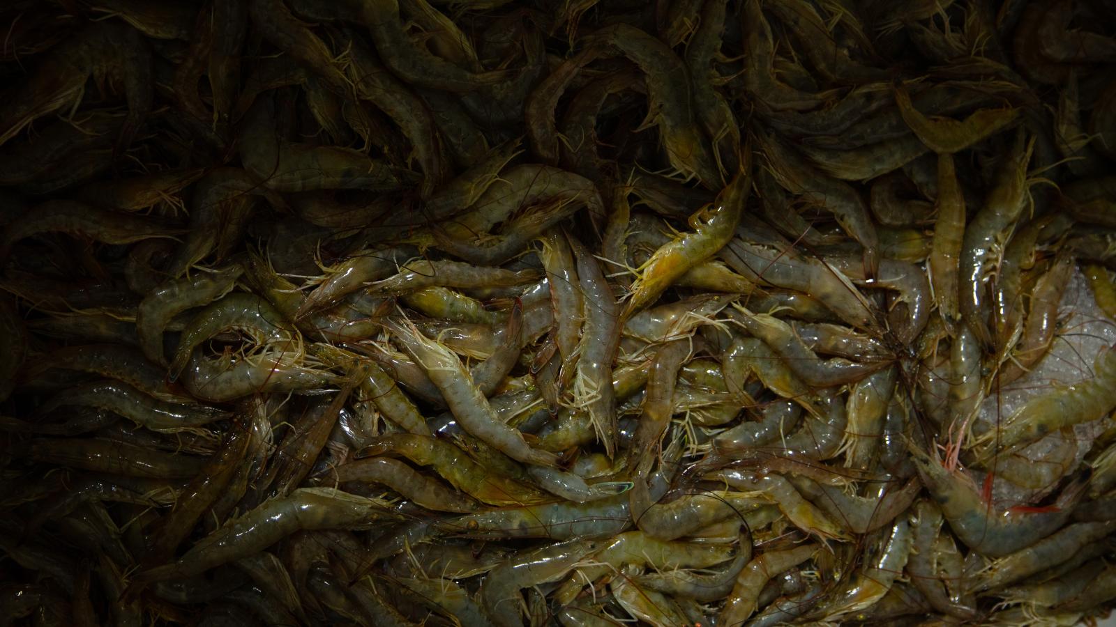 A large pile of freshly caught shrimp.