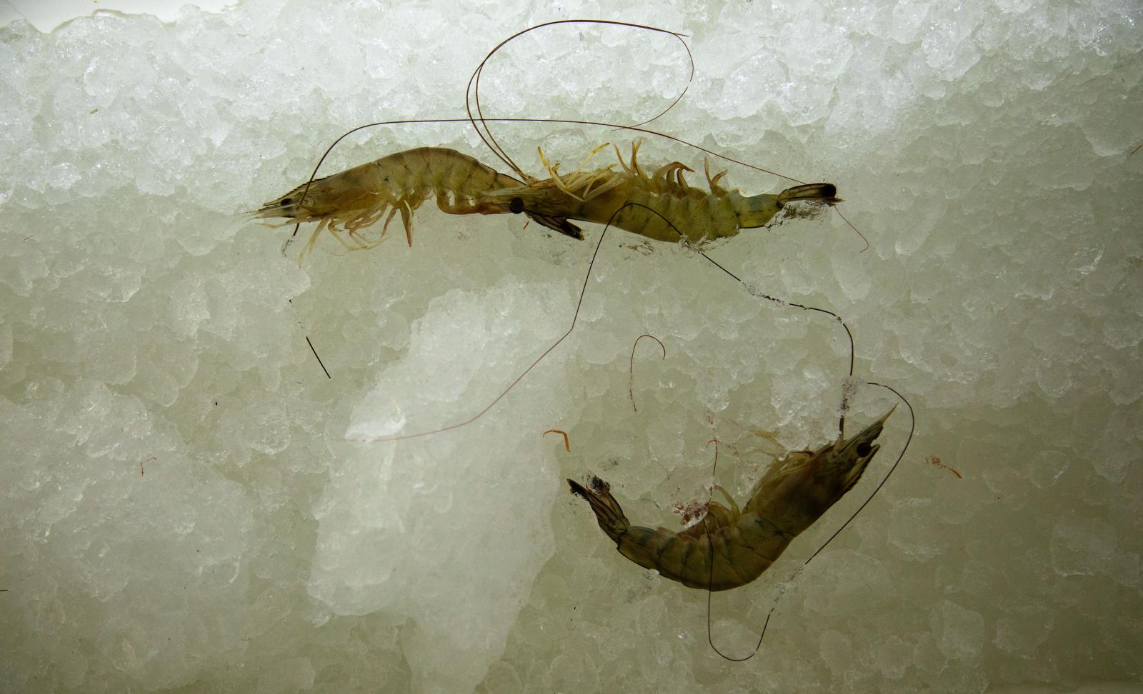 A few shrimp rest upon a bed of ice.