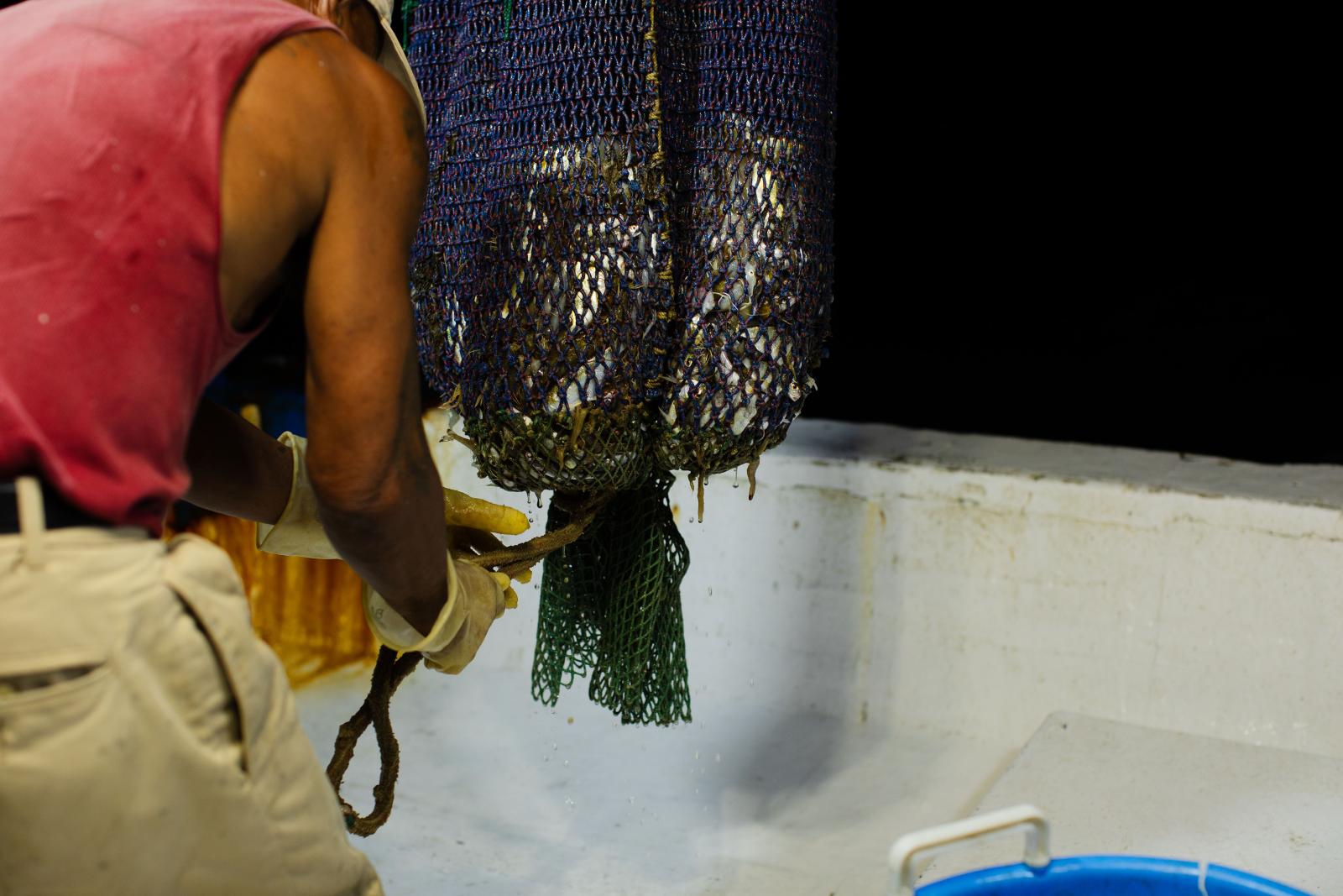 A fisherman prepares to release the nets of his recent catch.