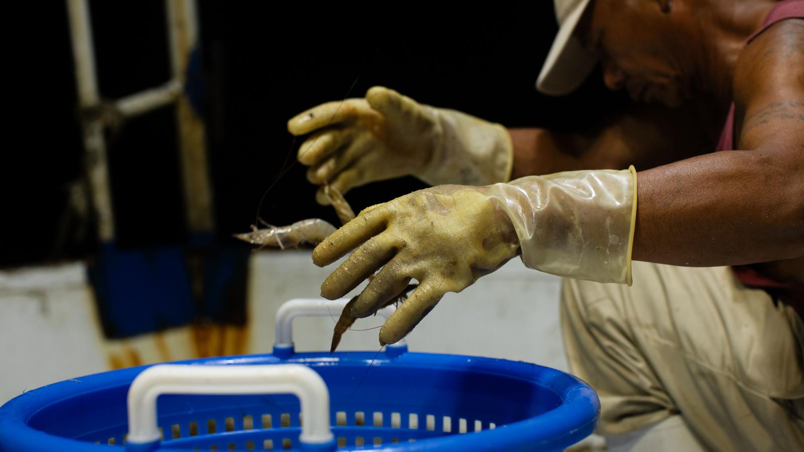 A medium shot of a fisherman&#039;s glove as he reviews a recent catch.